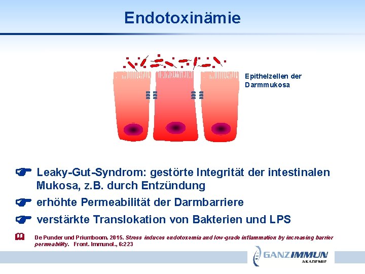 Endotoxinämie Tight junctions Epithelzellen der Darmmukosa Leaky-Gut-Syndrom: gestörte Integrität der intestinalen Mukosa, z. B.