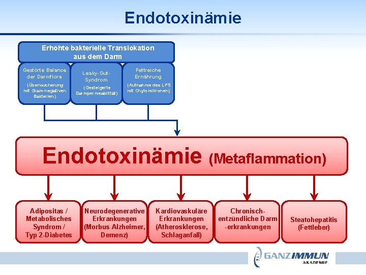 Endotoxinämie Erhöhte bakterielle Translokation aus dem Darm Gestörte Balance der Darmflora (Überwucherung mit Gram-negativen