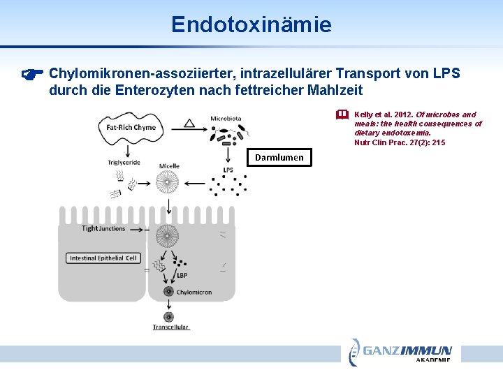 Endotoxinämie intrazellulärer Transport von LPS Chylomikronen-assoziierter, durch die Enterozyten nach fettreicher Mahlzeit Darmlumen Kelly