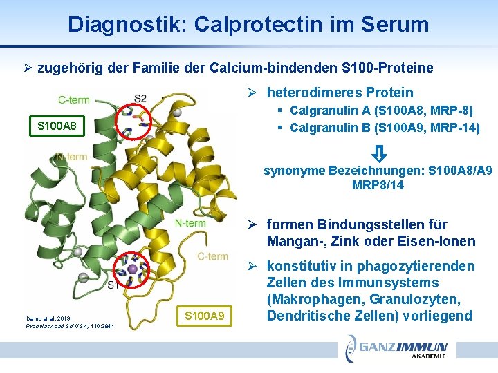 Diagnostik: Calprotectin im Serum Ø zugehörig der Familie der Calcium-bindenden S 100 -Proteine Ø