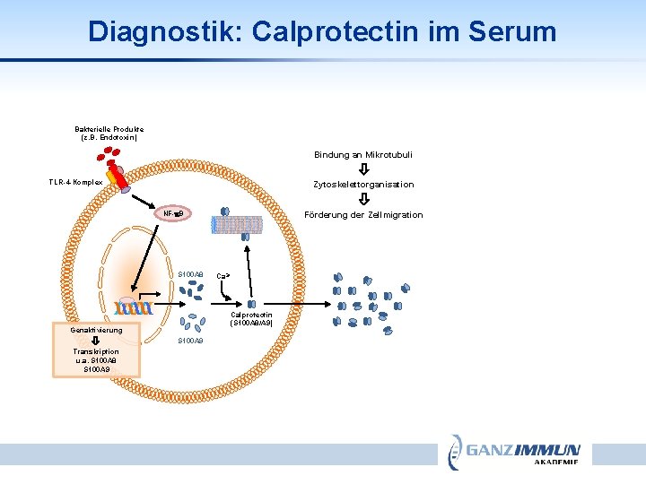 Diagnostik: Calprotectin im Serum Bakterielle Produkte (z. B. Endotoxin) Bindung an Mikrotubuli TLR-4 -Komplex