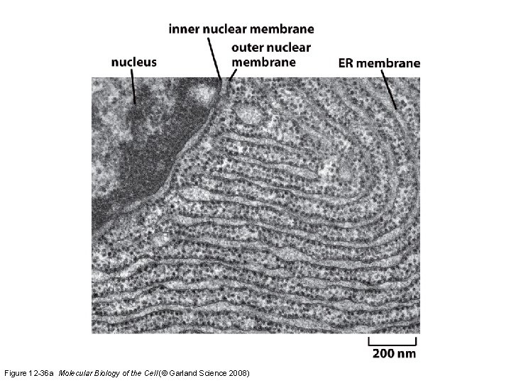 Figure 12 -36 a Molecular Biology of the Cell (© Garland Science 2008)  Figure 12 -36 a Molecular Biology of the Cell (© Garland Science 2008)