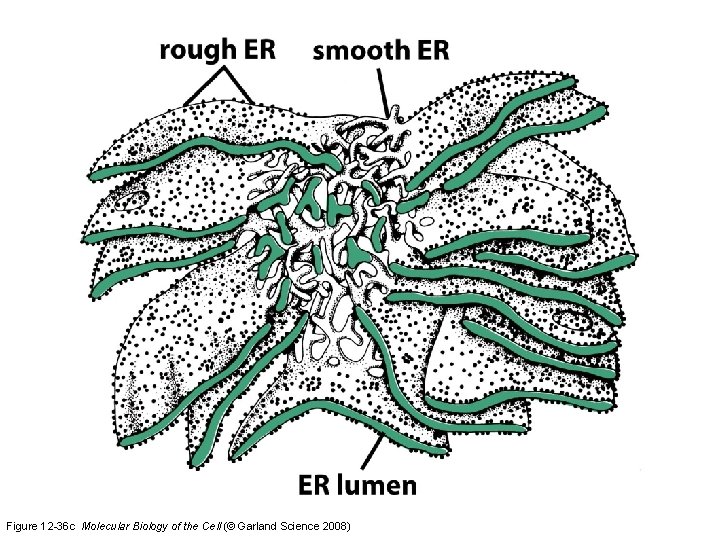 Figure 12 -36 c Molecular Biology of the Cell (© Garland Science 2008)  Figure 12 -36 c Molecular Biology of the Cell (© Garland Science 2008)