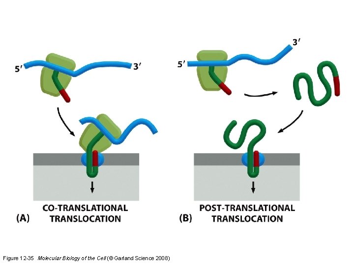 Figure 12 -35 Molecular Biology of the Cell (© Garland Science 2008)  Figure 12 -35 Molecular Biology of the Cell (© Garland Science 2008)