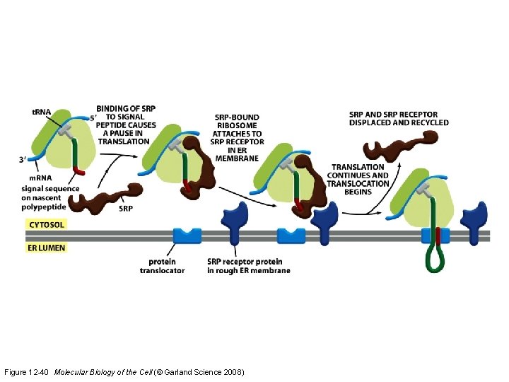 Figure 12 -40 Molecular Biology of the Cell (© Garland Science 2008)  Figure 12 -40 Molecular Biology of the Cell (© Garland Science 2008)