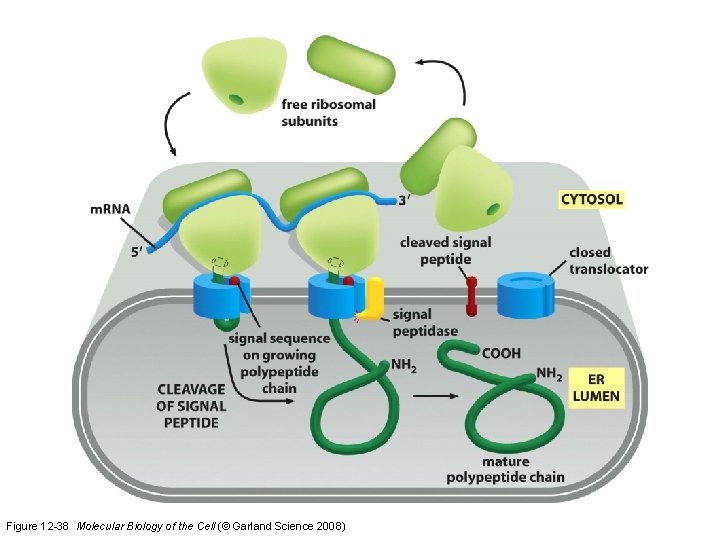 Figure 12 -38 Molecular Biology of the Cell (© Garland Science 2008)  Figure 12 -38 Molecular Biology of the Cell (© Garland Science 2008)