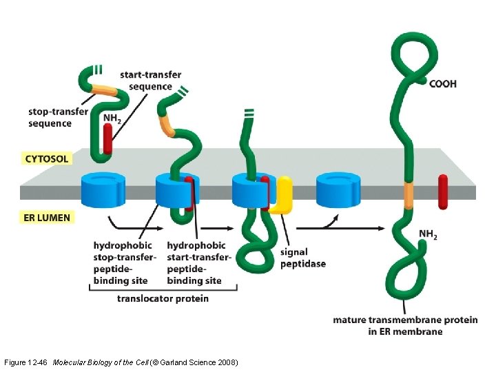 Figure 12 -46 Molecular Biology of the Cell (© Garland Science 2008)  Figure 12 -46 Molecular Biology of the Cell (© Garland Science 2008)