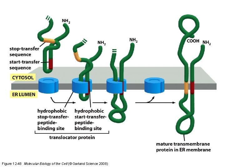 Figure 12 -48 Molecular Biology of the Cell (© Garland Science 2008)  Figure 12 -48 Molecular Biology of the Cell (© Garland Science 2008)