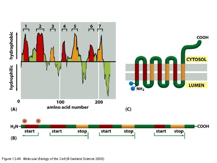 Figure 12 -49 Molecular Biology of the Cell (© Garland Science 2008)  Figure 12 -49 Molecular Biology of the Cell (© Garland Science 2008)