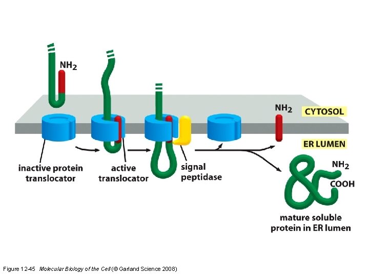 Figure 12 -45 Molecular Biology of the Cell (© Garland Science 2008)  Figure 12 -45 Molecular Biology of the Cell (© Garland Science 2008)