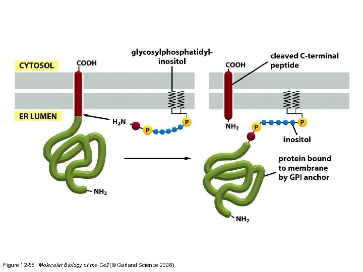 Figure 12 -56 Molecular Biology of the Cell (© Garland Science 2008)  Figure 12 -56 Molecular Biology of the Cell (© Garland Science 2008)