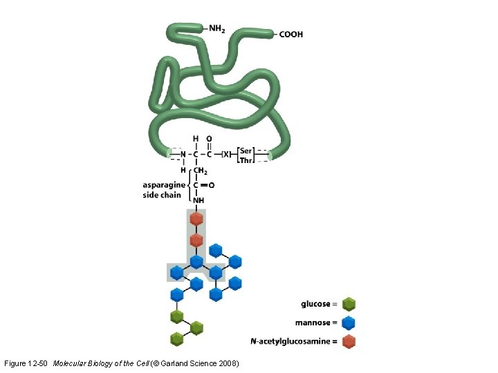 Figure 12 -50 Molecular Biology of the Cell (© Garland Science 2008)  Figure 12 -50 Molecular Biology of the Cell (© Garland Science 2008)