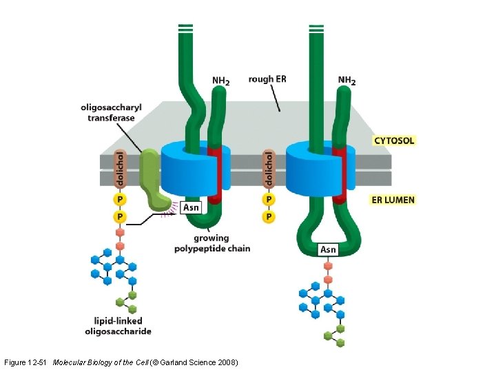 Figure 12 -51 Molecular Biology of the Cell (© Garland Science 2008)  Figure 12 -51 Molecular Biology of the Cell (© Garland Science 2008)