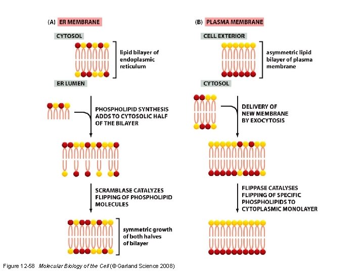 Figure 12 -58 Molecular Biology of the Cell (© Garland Science 2008)  Figure 12 -58 Molecular Biology of the Cell (© Garland Science 2008)