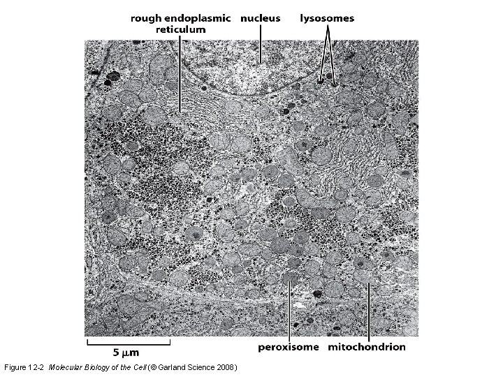 Figure 12 -2 Molecular Biology of the Cell (© Garland Science 2008)  Figure 12 -2 Molecular Biology of the Cell (© Garland Science 2008)
