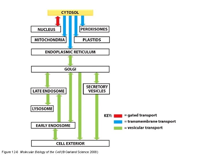 Figure 12 -6 Molecular Biology of the Cell (© Garland Science 2008)  Figure 12 -6 Molecular Biology of the Cell (© Garland Science 2008)