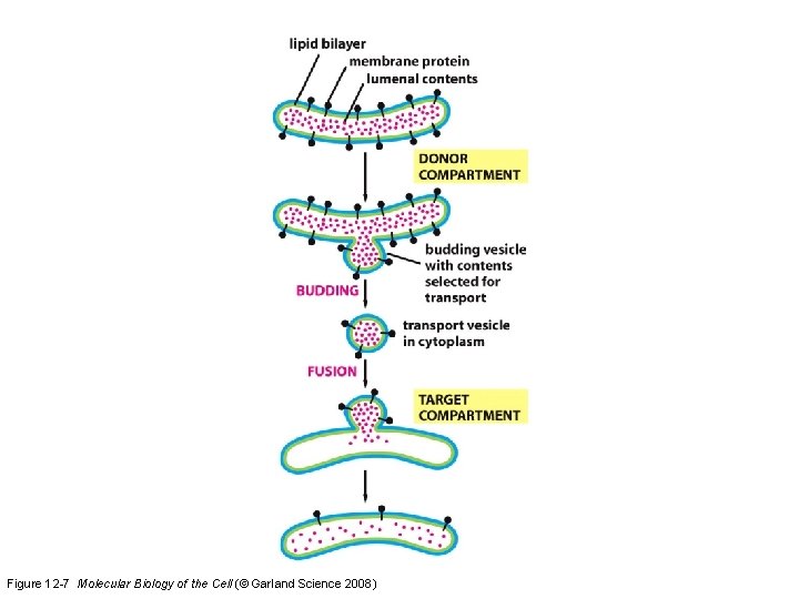 Figure 12 -7 Molecular Biology of the Cell (© Garland Science 2008)  Figure 12 -7 Molecular Biology of the Cell (© Garland Science 2008)