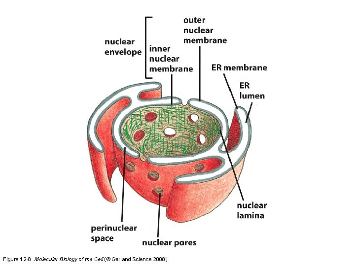 Figure 12 -8 Molecular Biology of the Cell (© Garland Science 2008)  Figure 12 -8 Molecular Biology of the Cell (© Garland Science 2008)