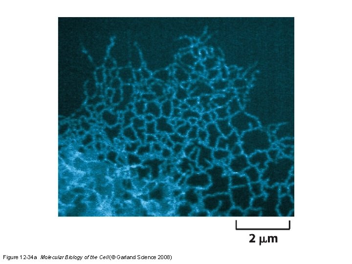 Figure 12 -34 a Molecular Biology of the Cell (© Garland Science 2008)  Figure 12 -34 a Molecular Biology of the Cell (© Garland Science 2008)