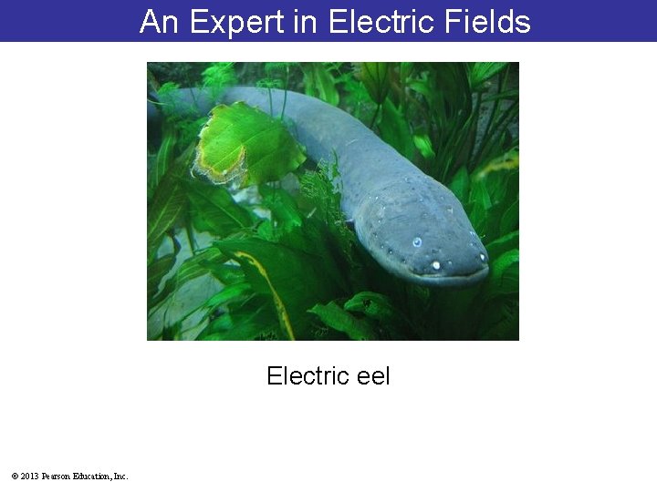 An Expert in Electric Fields Electric eel © 2013 Pearson Education, Inc. 