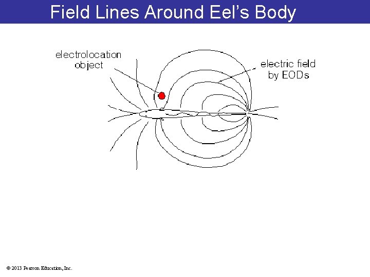 Field Lines Around Eel’s Body © 2013 Pearson Education, Inc. 