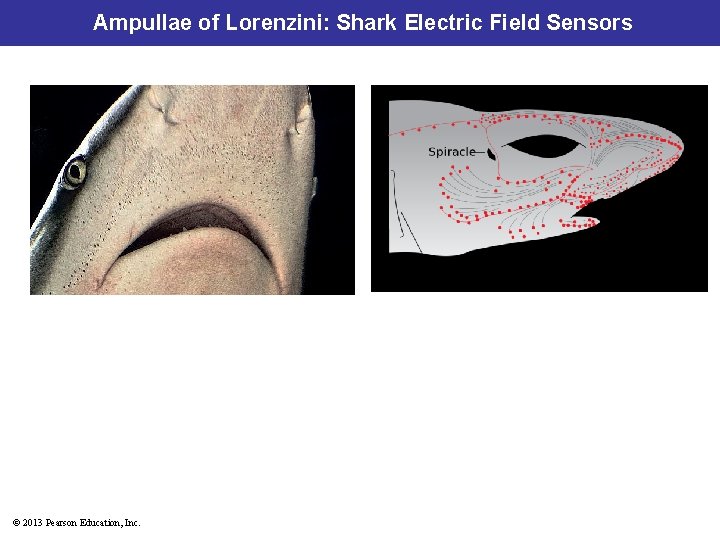 Ampullae of Lorenzini: Shark Electric Field Sensors © 2013 Pearson Education, Inc. 