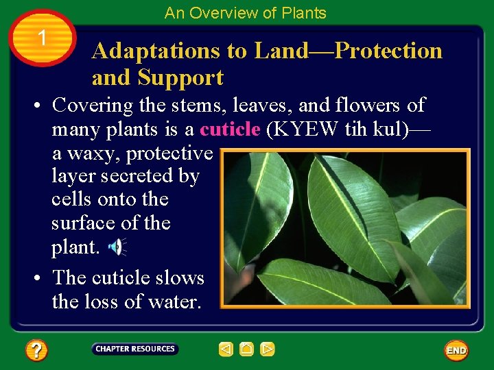An Overview of Plants 1 Adaptations to Land—Protection and Support • Covering the stems,