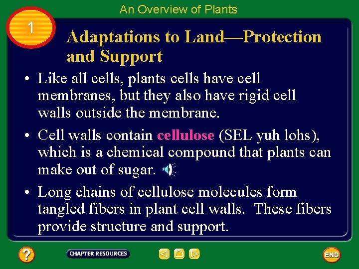 An Overview of Plants 1 Adaptations to Land—Protection and Support • Like all cells,