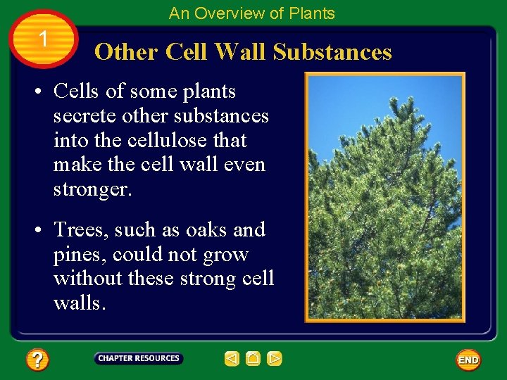 An Overview of Plants 1 Other Cell Wall Substances • Cells of some plants