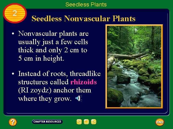 Seedless Plants 2 Seedless Nonvascular Plants • Nonvascular plants are usually just a few