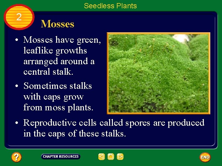 Seedless Plants 2 Mosses • Mosses have green, leaflike growths arranged around a central