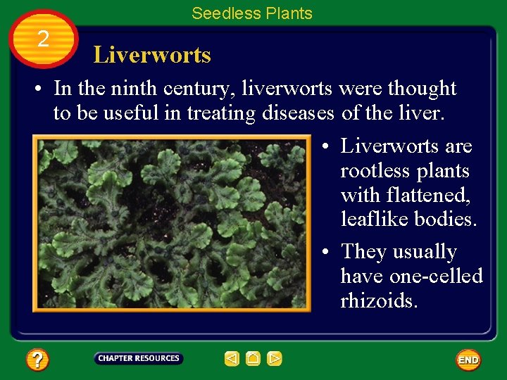 Seedless Plants 2 Liverworts • In the ninth century, liverworts were thought to be