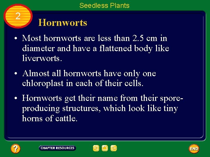 Seedless Plants 2 Hornworts • Most hornworts are less than 2. 5 cm in