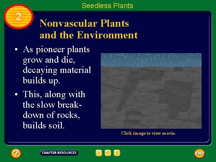 Seedless Plants 2 Nonvascular Plants and the Environment • As pioneer plants grow and