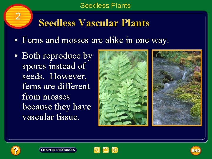 Seedless Plants 2 Seedless Vascular Plants • Ferns and mosses are alike in one