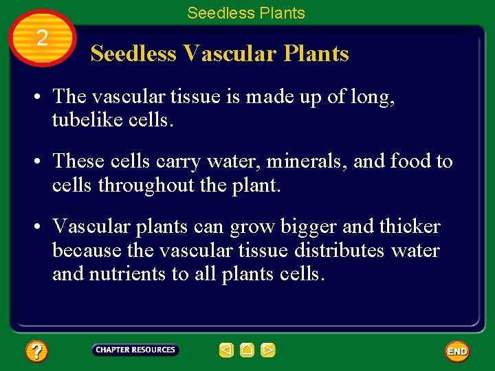 Seedless Plants 2 Seedless Vascular Plants • The vascular tissue is made up of