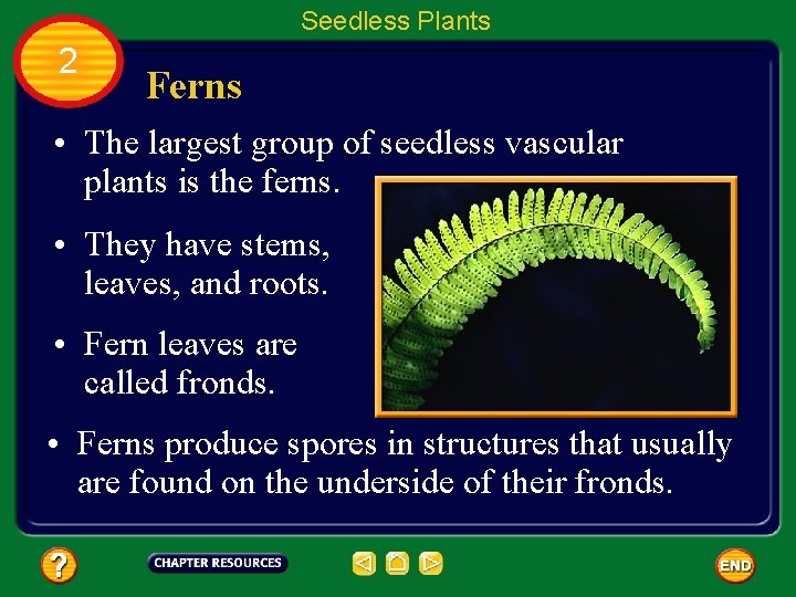 Seedless Plants 2 Ferns • The largest group of seedless vascular plants is the