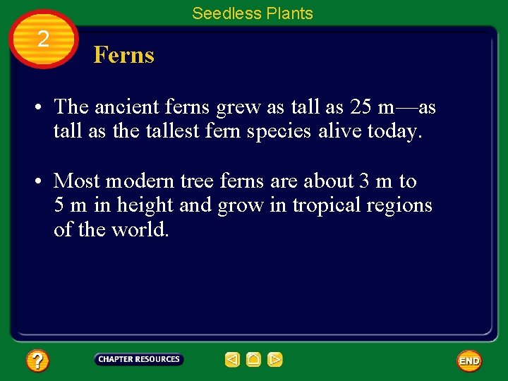 Seedless Plants 2 Ferns • The ancient ferns grew as tall as 25 m—as