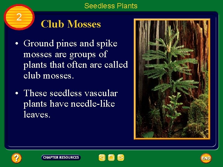 Seedless Plants 2 Club Mosses • Ground pines and spike mosses are groups of