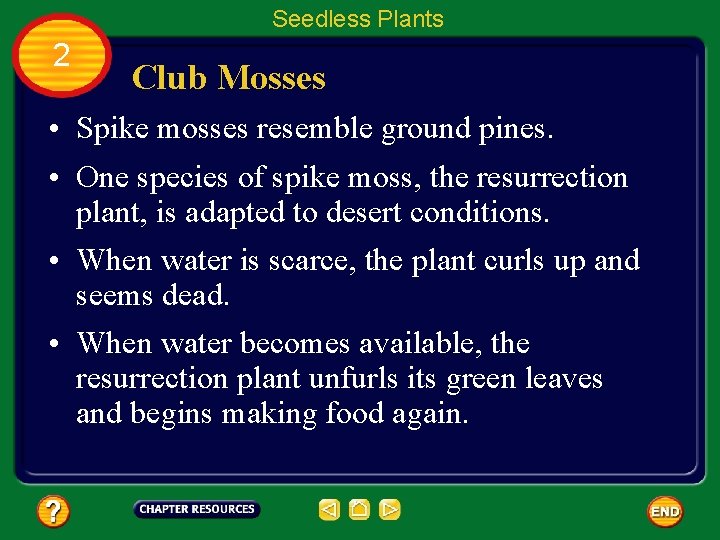 Seedless Plants 2 Club Mosses • Spike mosses resemble ground pines. • One species