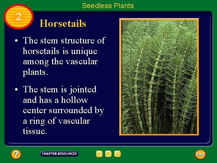 Seedless Plants 2 Horsetails • The stem structure of horsetails is unique among the