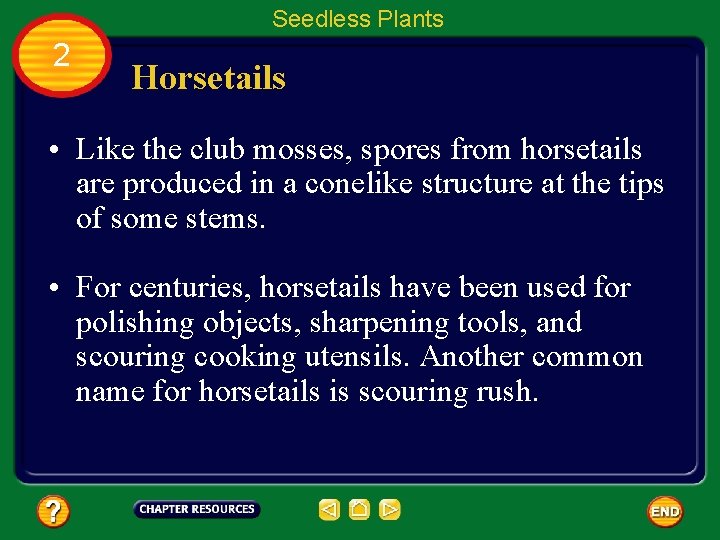 Seedless Plants 2 Horsetails • Like the club mosses, spores from horsetails are produced