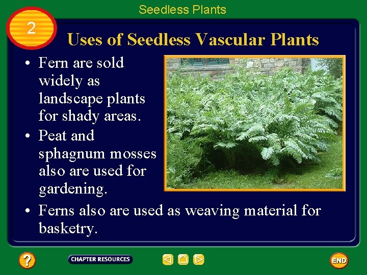 Seedless Plants 2 Uses of Seedless Vascular Plants • Fern are sold widely as