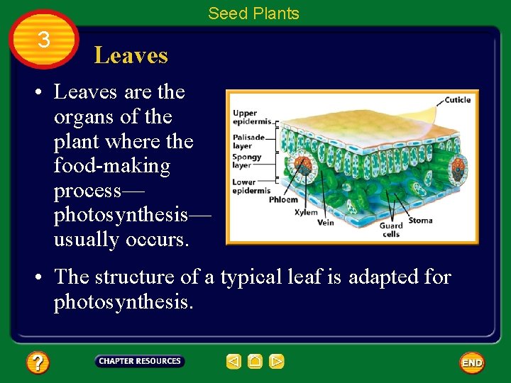 Seed Plants 3 Leaves • Leaves are the organs of the plant where the