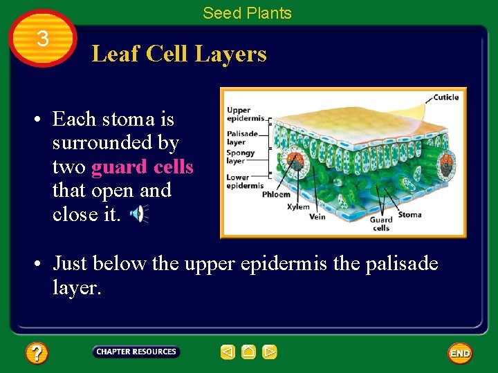 Seed Plants 3 Leaf Cell Layers • Each stoma is surrounded by two guard