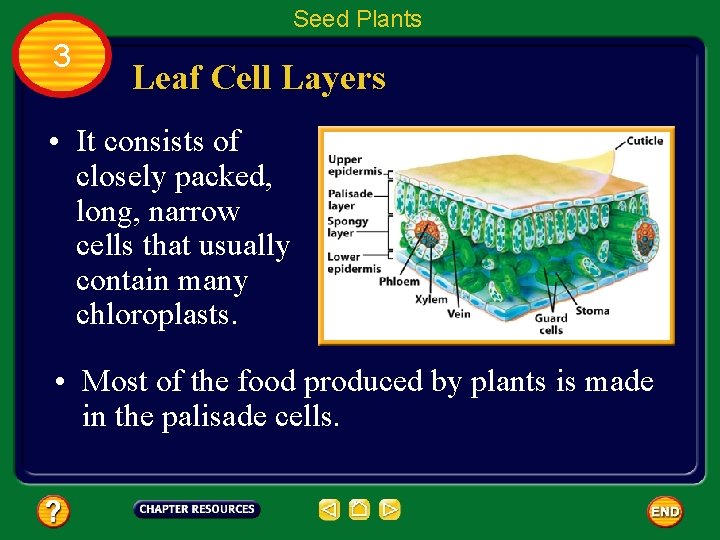 Seed Plants 3 Leaf Cell Layers • It consists of closely packed, long, narrow