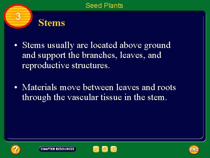 Seed Plants 3 Stems • Stems usually are located above ground and support the