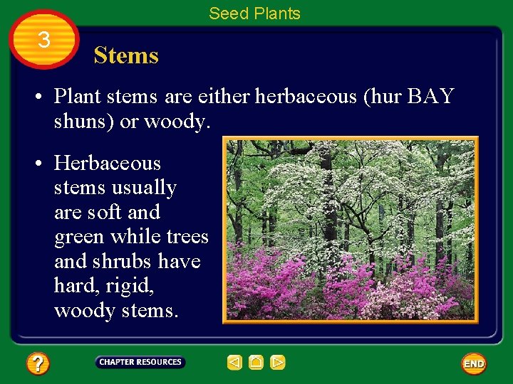 Seed Plants 3 Stems • Plant stems are either herbaceous (hur BAY shuns) or