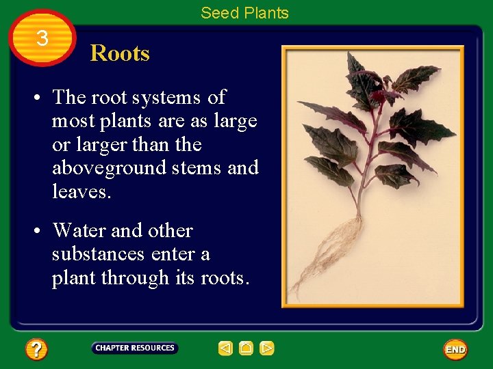 Seed Plants 3 Roots • The root systems of most plants are as large