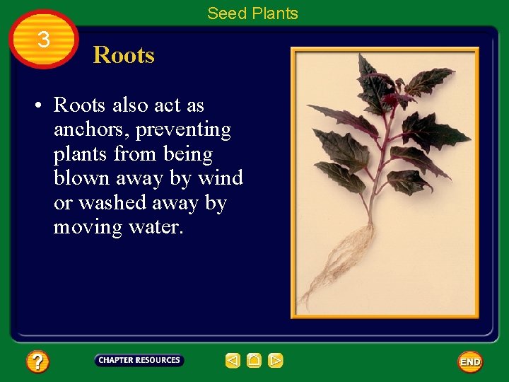 Seed Plants 3 Roots • Roots also act as anchors, preventing plants from being